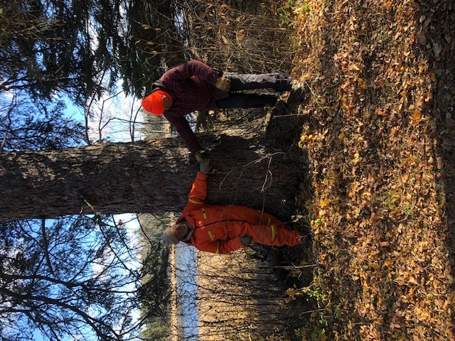 A visit to "Fred Cameron's "tree